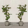 Two Decorative Bonsai Potted Plants in Gray Pots Against White Wall and Wooden Floor