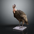 Vulture Flying Animal Taxidermy Specimen On White Base With Dark Background And Feathers