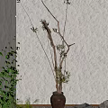 Tall Bonsai Potted Plant With Long Branches And Green Leaves Against Textured Wall