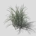 Tall Green Ornamental Grass In Cluster With Long Leaves Slender Stems And Natural Texture