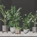 Modern Potted Green Plants With Various Sizes White Pots Metal Stands And Dark Background