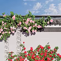 Climbing Vines With Pink White Red Flowers On Traditional Wall And Stone Base