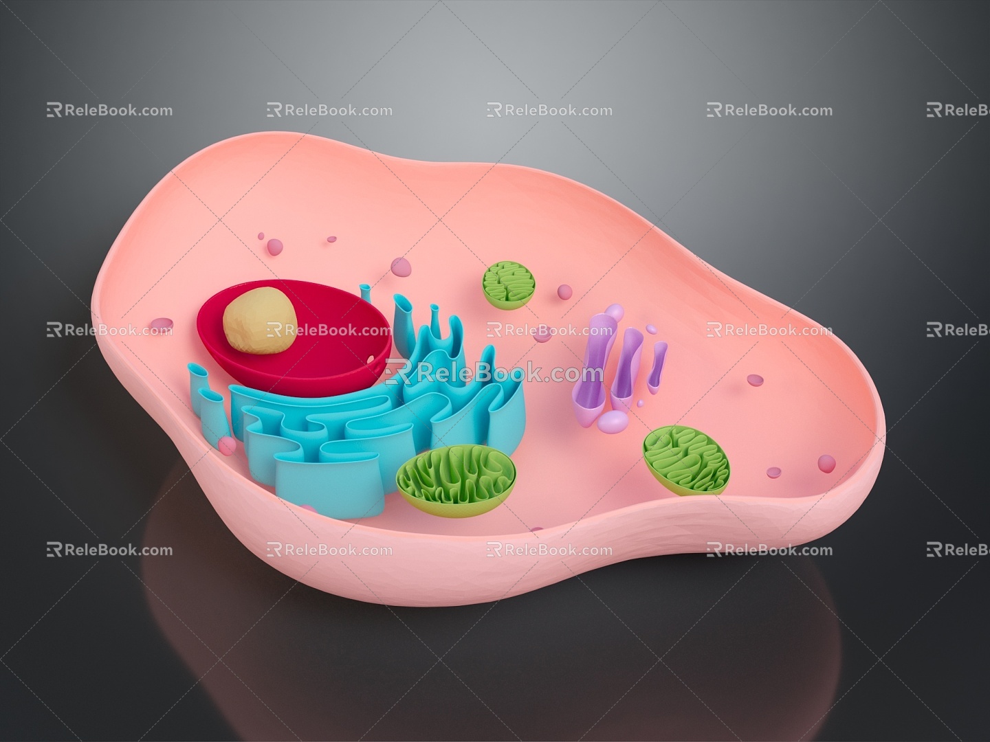 eukaryotic cell cross section cell cell structure cell tissue anatomy organ human organ 3d model