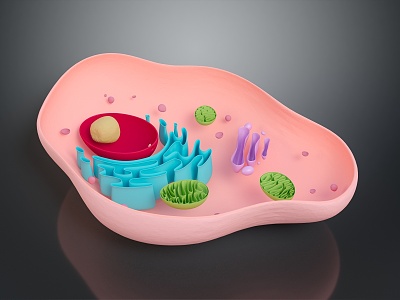 eukaryotic cell cross section cell structure cell tissue anatomy organ human organ 3d model