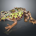 Green Brown Spotted Frog With Detailed Skin Texture And Extended Legs On Dark Background