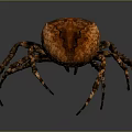 Close Up View Of Brown Spider With Spotted Round Body And Long Textured Legs
