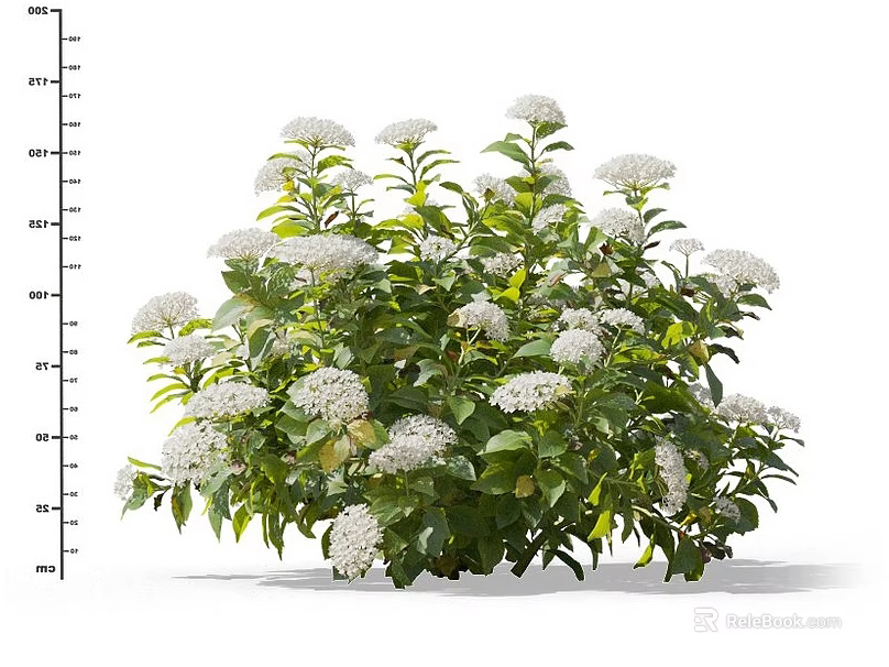 Lush Garden Bush With White Clustered Flowers And Green Flourishing Leaves 3d model 
