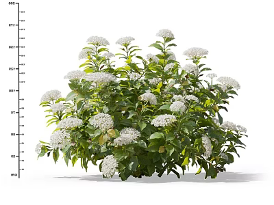 Lush Garden Bush With White Clustered Flowers And Green Flourishing Leaves 3d model