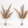 Golden Brown Pampas Grass in Metallic Vases Decorative Plants on White Background