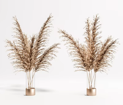 Golden Brown Pampas Grass in Metallic Vases Decorative Plants on White Background 3d model