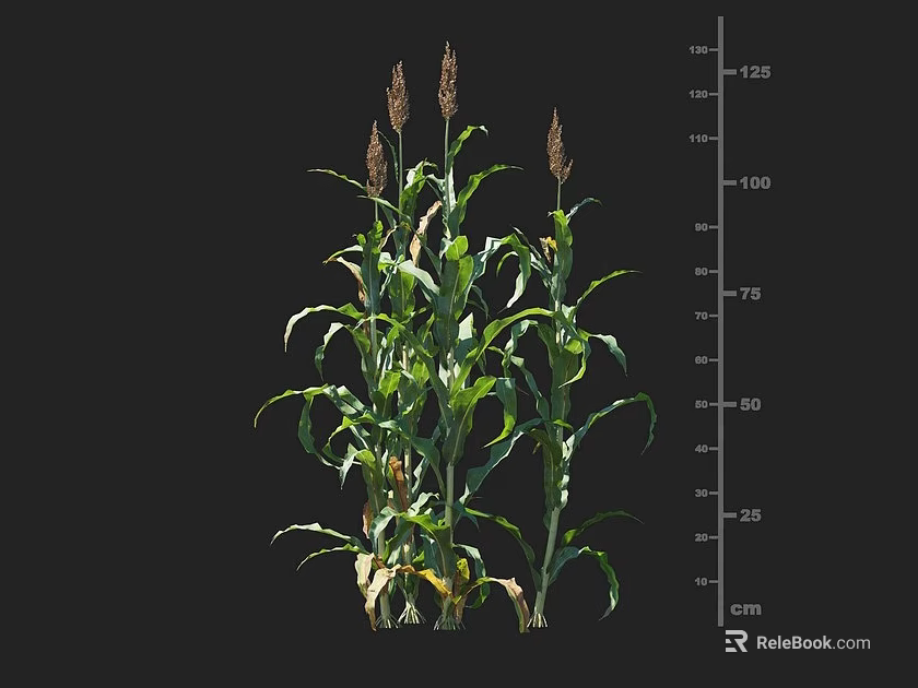 Healthy Corn Plant Growth With Height Measurement Scale On Black Background 3d model 
