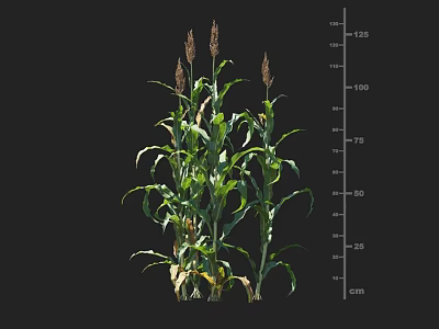 Healthy Corn Plant Growth With Height Measurement Scale On Black Background 3d model