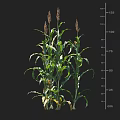 Healthy Corn Plant Growth With Height Measurement Scale On Black Background