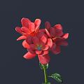 Vibrant Red Flowers With Green Stem And Leaves On Dark Background