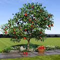 Apple Tree With Red Apples In Green Grassland And Basket Of Fruits