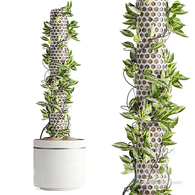 Bonsai Potted Plant with Columnar Netted Structure Covered by Green Vines Leaves in White Pot 3d model 