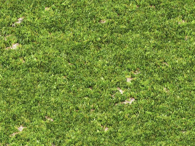Lush Green Grass With Small White Flowers In Natural Outdoor Setting 3d model