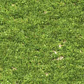 Lush Green Grass With Small White Flowers In Natural Outdoor Setting