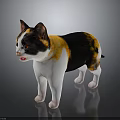 Tricolor Cat Standing On Reflective Surface With Black Orange White Fur And Bright Eyes