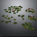 Small Green Frog Resting On Lotus Leaf With Pink Flowers Black Background