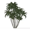 Tropical Palm Trees With Tall Slender Trunks And Lush Green Fronds