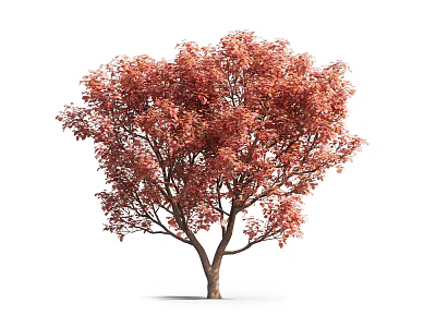Autumn Deciduous Tree With Vibrant Red Leaves Lush Canopy And Single Trunk 3d model