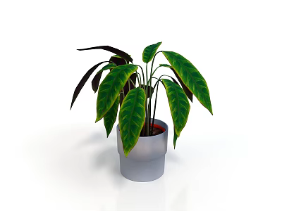 Potted Houseplant with Green and Dark Purple Leaves in Silver Pot on White Background 3d model