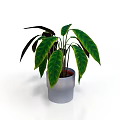 Potted Houseplant with Green and Dark Purple Leaves in Silver Pot on White Background