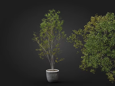 Bonsai Potted Trees With Lush Green Foliage And Slender Trunks In Gray Pots 3d model