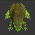 Green Frog with Orange Eyes Spotted Body and Yellow Underside on Black Reflective Surface