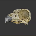 Animal Bird Skull With White Bone Dark Beak And Reflection On Gray Background
