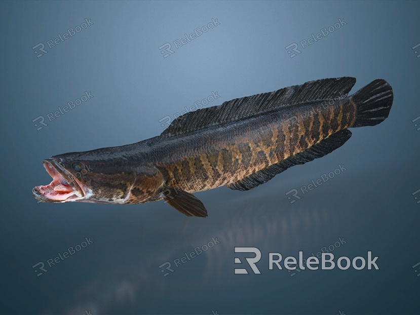 Modern snakehead Spotted Ophiocephalus Ophiocephalus Ryosaurus model