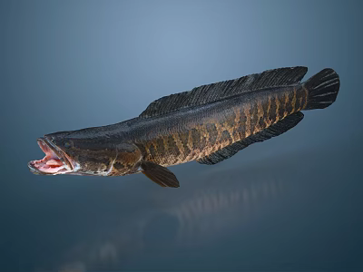 Dark Scaled Snakehead Fish Swimming With Open Mouth In Aquatic Habitat 3d model