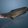 Dark Scaled Snakehead Fish Swimming With Open Mouth In Aquatic Habitat