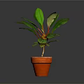 Potted Plant With Green Glossy Leaves In Terracotta Pot Against Dark Background