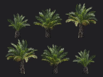 Palm Trees With Lush Green Fronds And Textured Trunks On Black Background 3d model