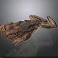 Detailed Reddish Brown Spotted Toad Lying On Grey Background With Reflection