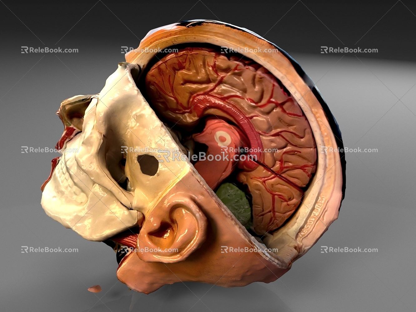 Brain structure Head structure 3d model