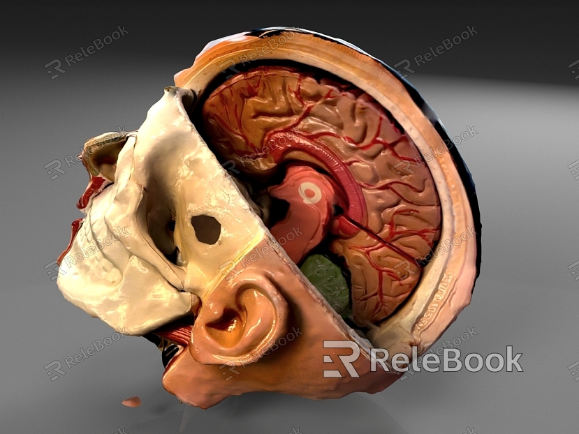 Brain structure Head structure model