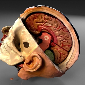 Brain structure Head structure 3d model