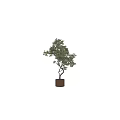Bonsai Trees With Twisted Trunks And Lush Green Leaves In Brown Pots