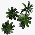Lush Tropical Palm Trees With Green Fronds And Coconuts In Natural Scene