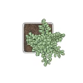 Lush Green Succulent Plant Growing in White Square Pot on Wooden Tray