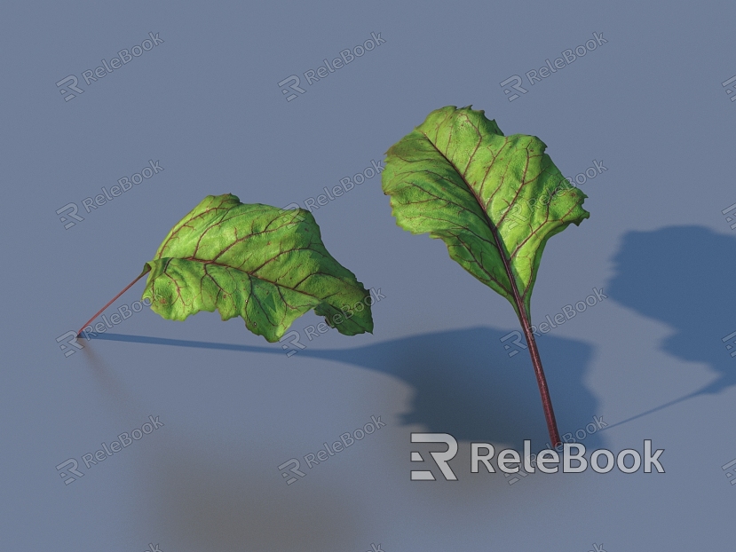 vegetable leaf food model