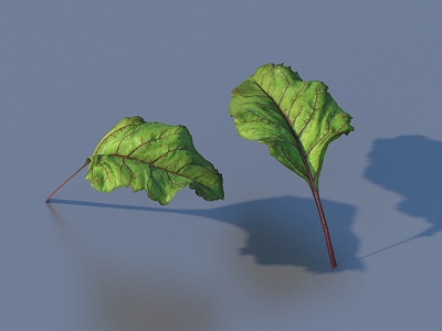 vegetable leaf food 3d model