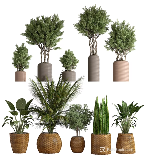 Various Bonsai Potted Plants With Different Colored Pots And Green Foliage 3d model 
