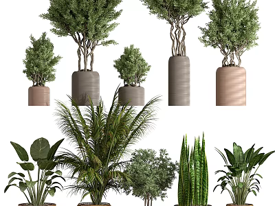 Various Bonsai Potted Plants With Different Colored Pots And Green Foliage 3d model