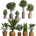 Various Bonsai Potted Plants With Different Colored Pots And Green Foliage