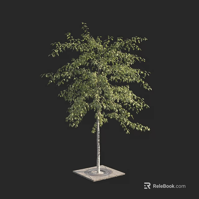 Tall Green Arbor With Lush Leaves White Trunk And Square Base On Black Background 3d model 