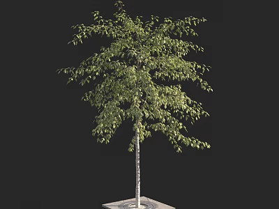 Tall Green Arbor With Lush Leaves White Trunk And Square Base On Black Background 3d model